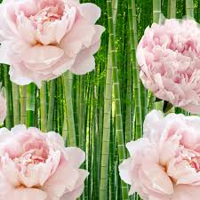 Bamboo & Peony